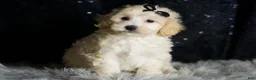 Maltipoo dogs for sale: Ares - Ad 3