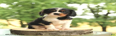 Bo 