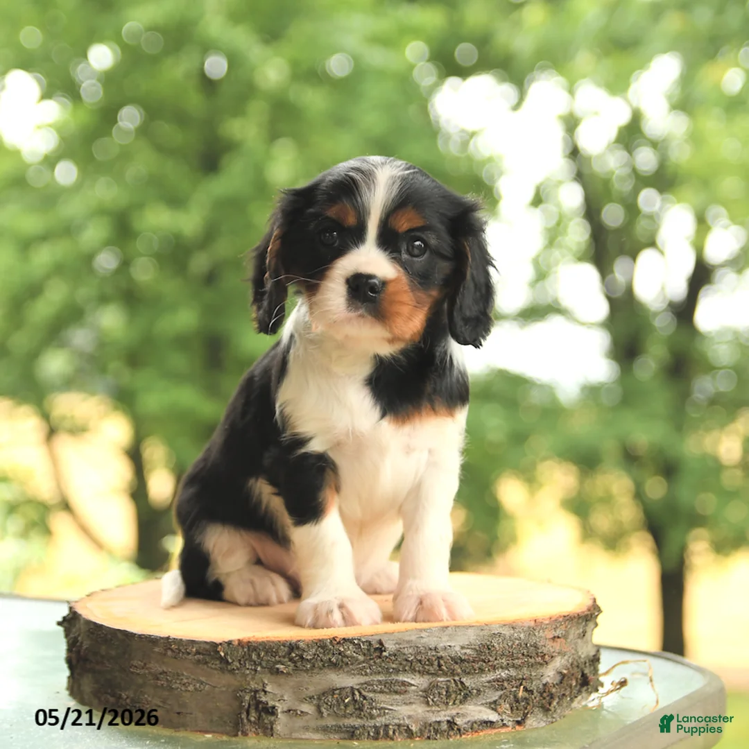 Cavalier King Charles Spaniel dogs for sale: Bo  - Ad 1