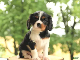 Cavalier King Charles Spaniel dogs for sale: Bo - Ad 3
