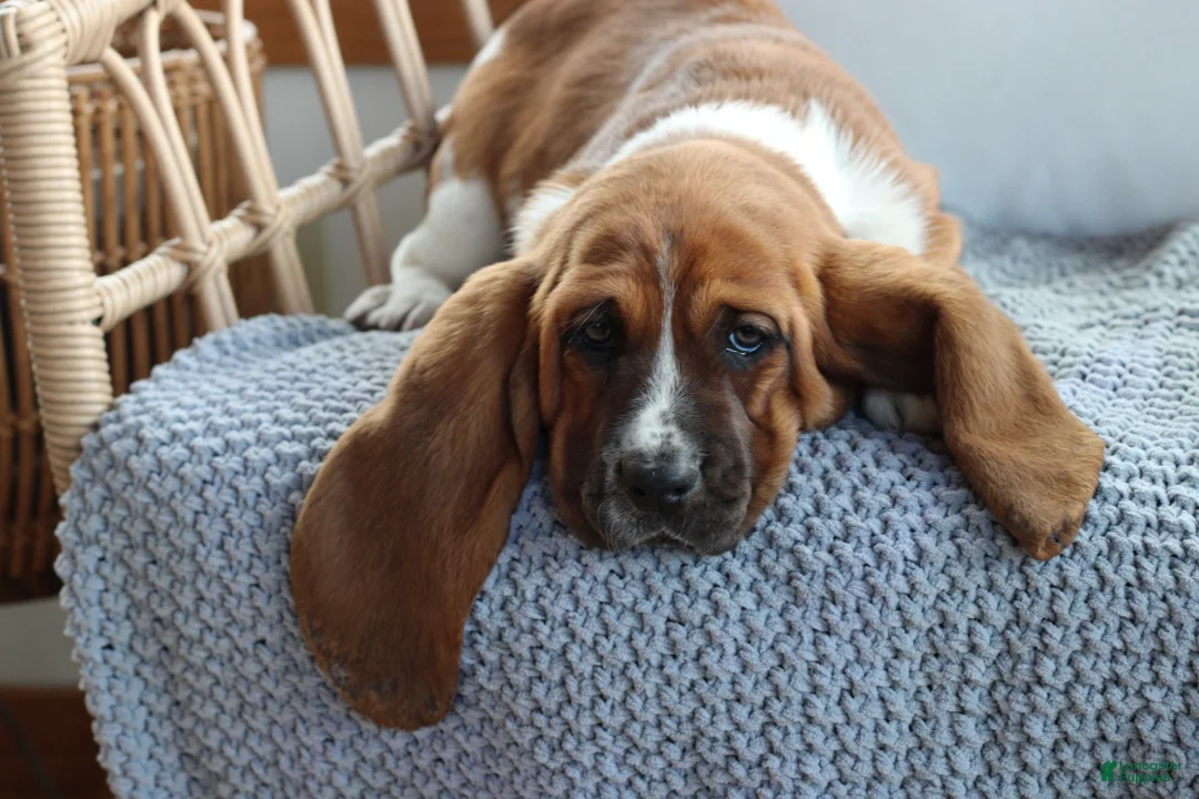 Basset Hound dogs for sale: Basset Hound Puppy 1 - Ad 2
