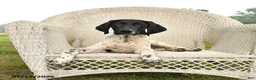 German Shorthaired Pointer dogs for sale: Gus - Ad 3