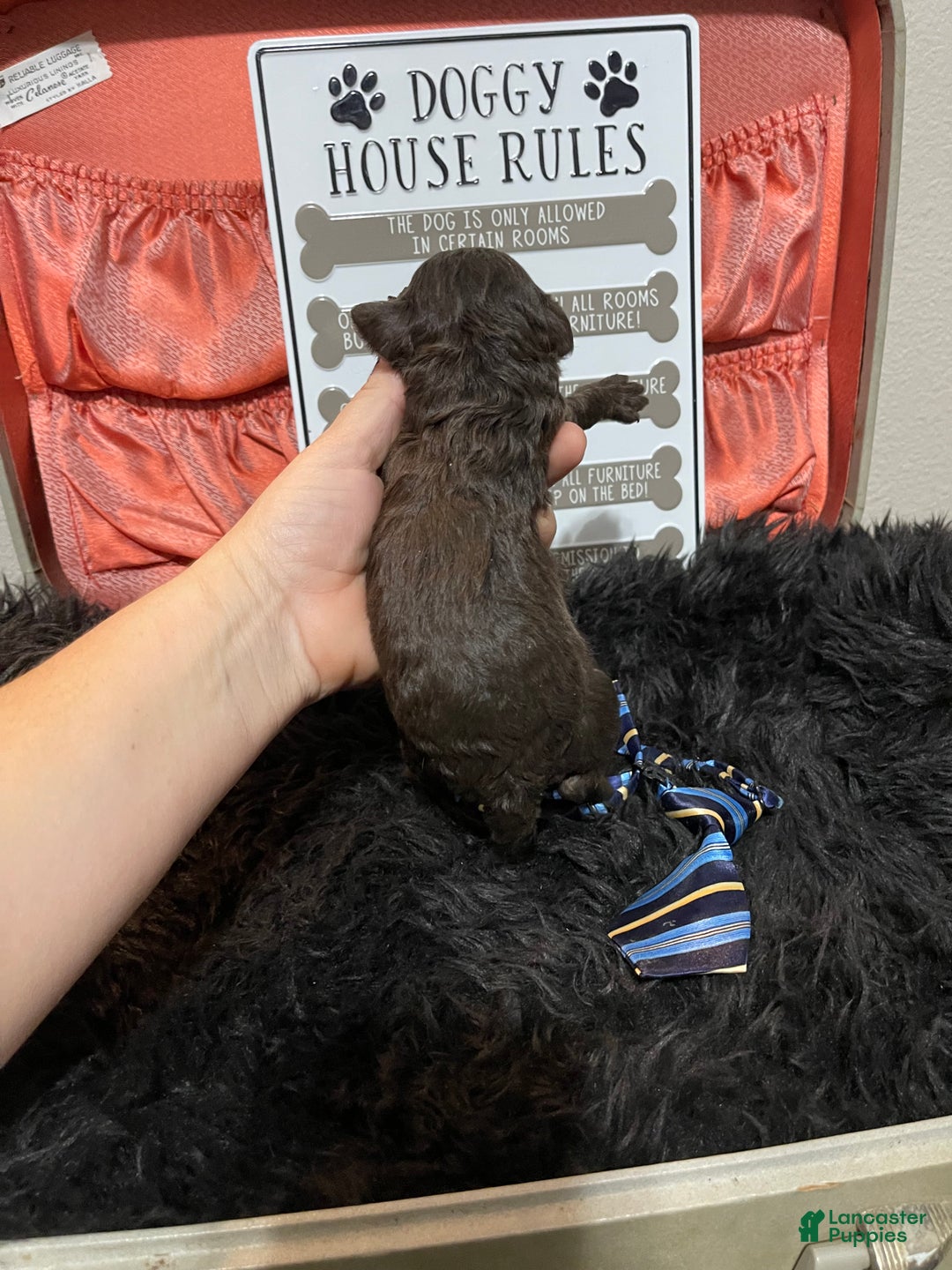 Miniature Poodle dogs for sale: Akc Clear Chocolate Phantom Boy 2 - Ad 28