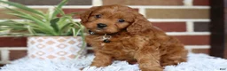 Cavapoo dogs for sale: Everest - Ad 5