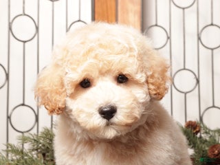 Bichpoo dogs Jay - Ad 12