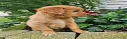 Golden Retriever dogs for sale: Jackie - Ad 7