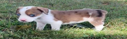 Mixed Breed dogs for sale: Bella - Ad 6