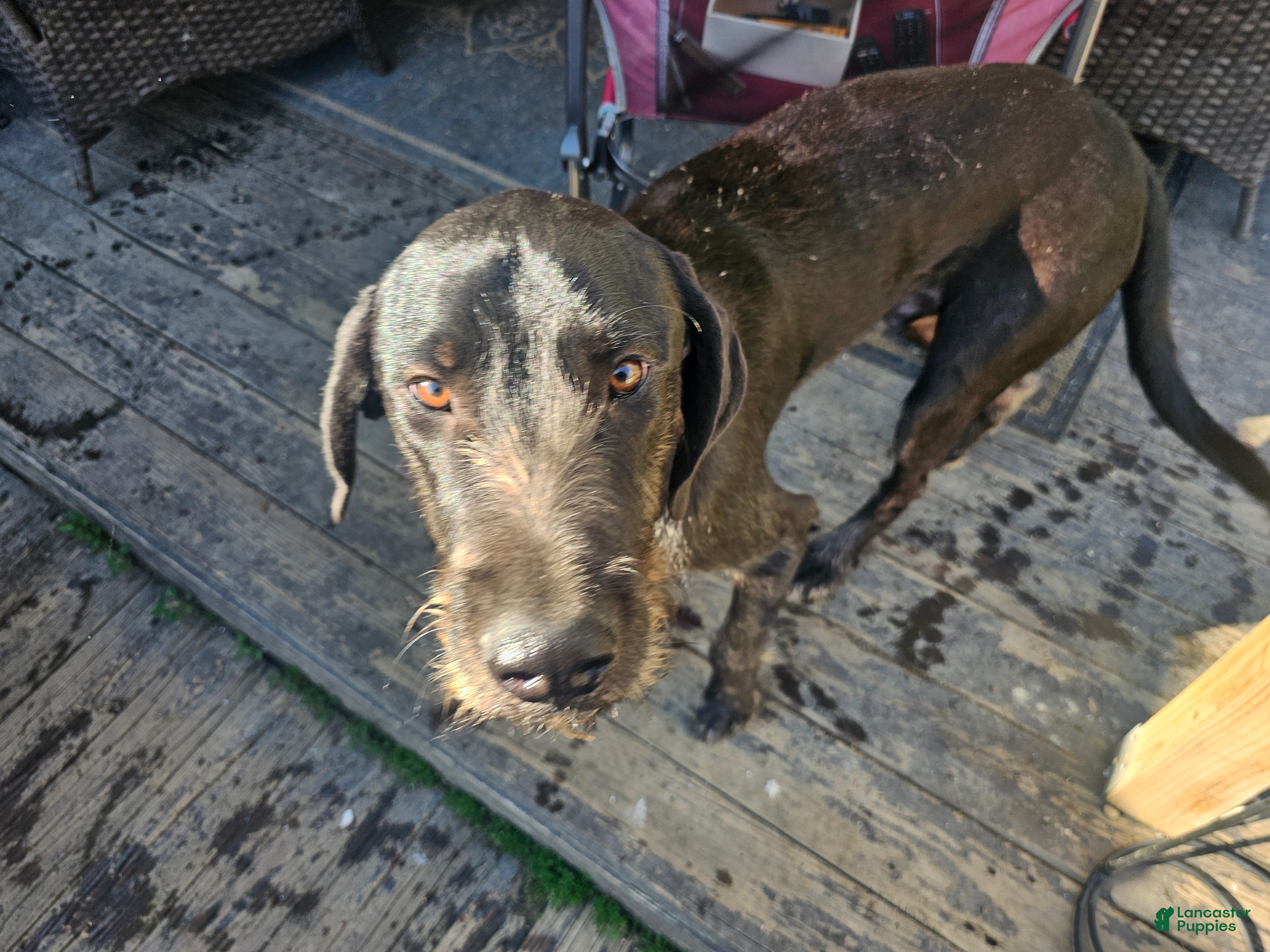 Mixed Breed dogs Mixed Breed Puppy 1 - Ad 2