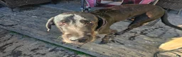 Mixed Breed dogs for sale: Mixed Breed Puppy 1 - Ad 2