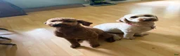 Mini Goldendoodle dogs for sale: Jeff - Ad 6