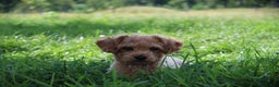 Mixed Breed dogs for sale: Eclipse - Ad 5