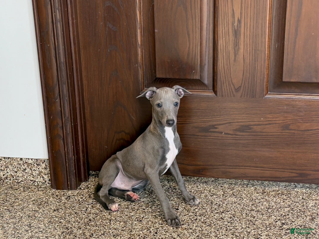 Italian Greyhound dogs for sale: Norm - Ad 3