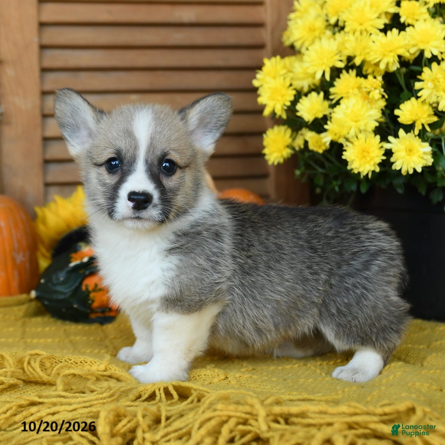 Welsh Corgi Pembroke dogs for sale: Denver - Ad 1