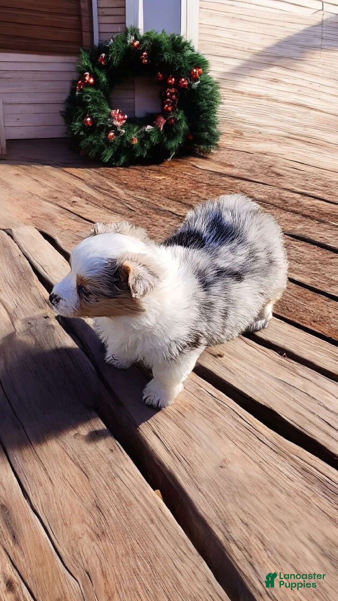 Welsh Corgi Pembroke dogs for sale: Merlin Fluffy Merle - Ad 12