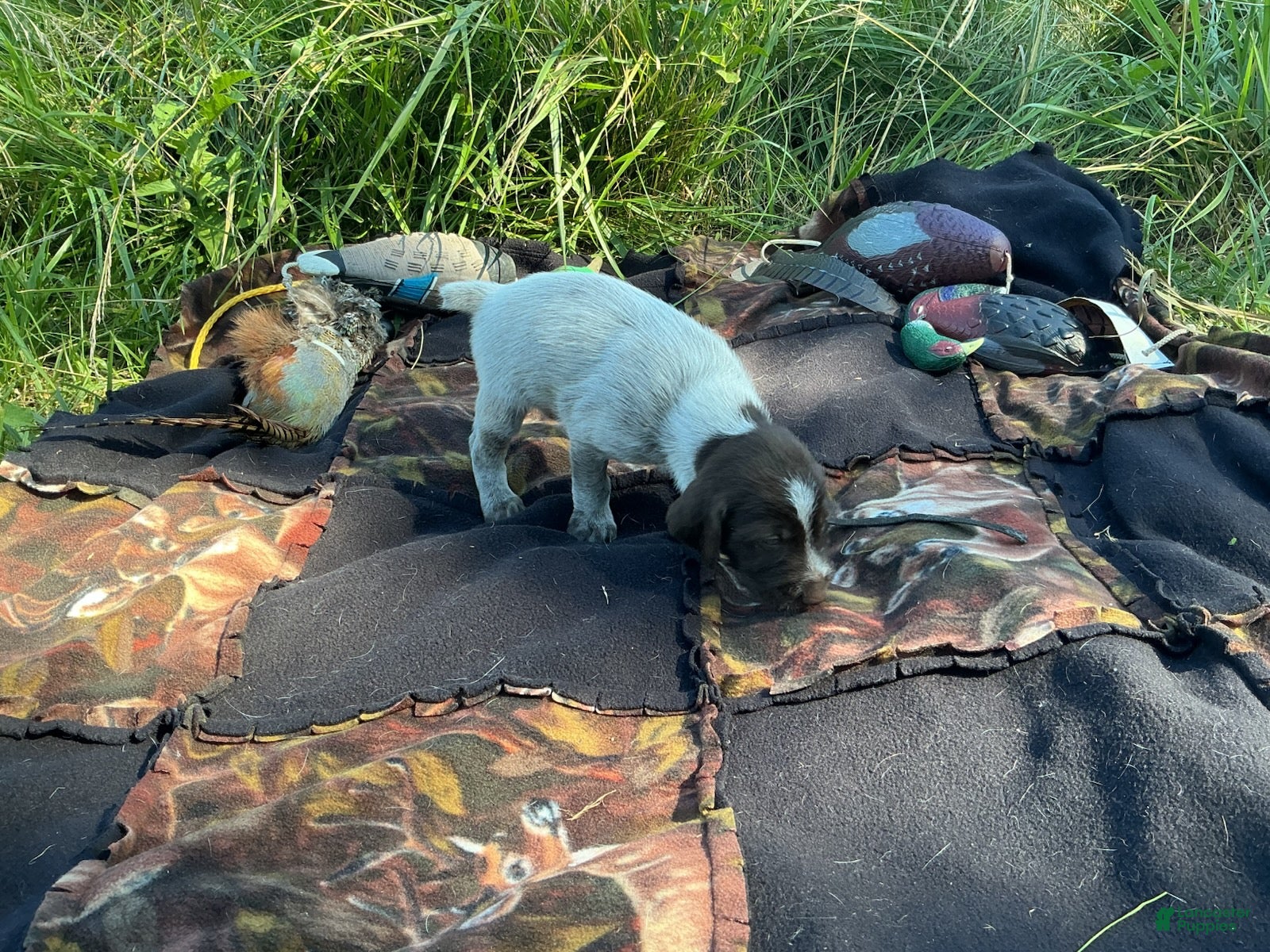 Wirehaired Pointing Griffon dogs Wirehaired Pointing Griffon Male 2 - Ad 10