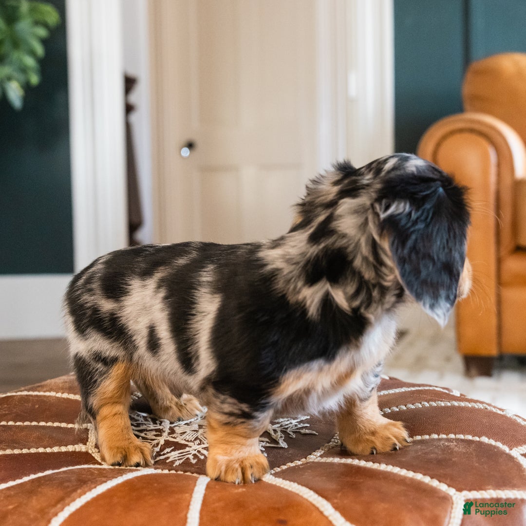 Dachshund dogs for sale: Dash - CHRISTMAS PUPPY! - Ad 10