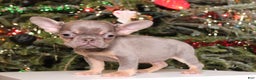 French Bulldog dogs for sale: Teacup  Lucas  - Ad 2