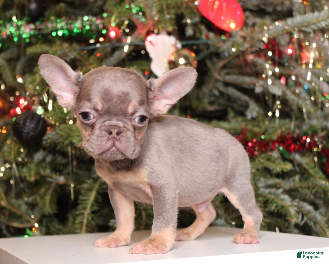 French Bulldog dogs for sale: Teacup  Lucas  - Ad 2