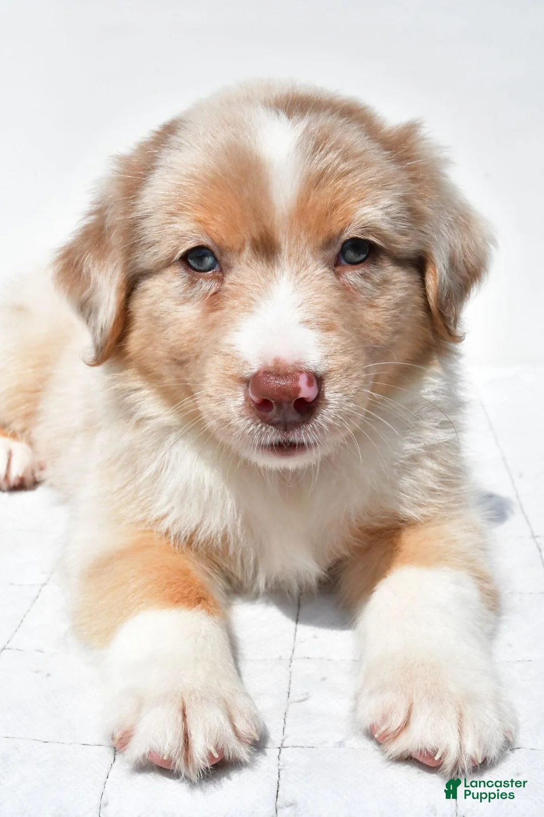 Australian Shepherd dogs for sale: Buster - Ad 2