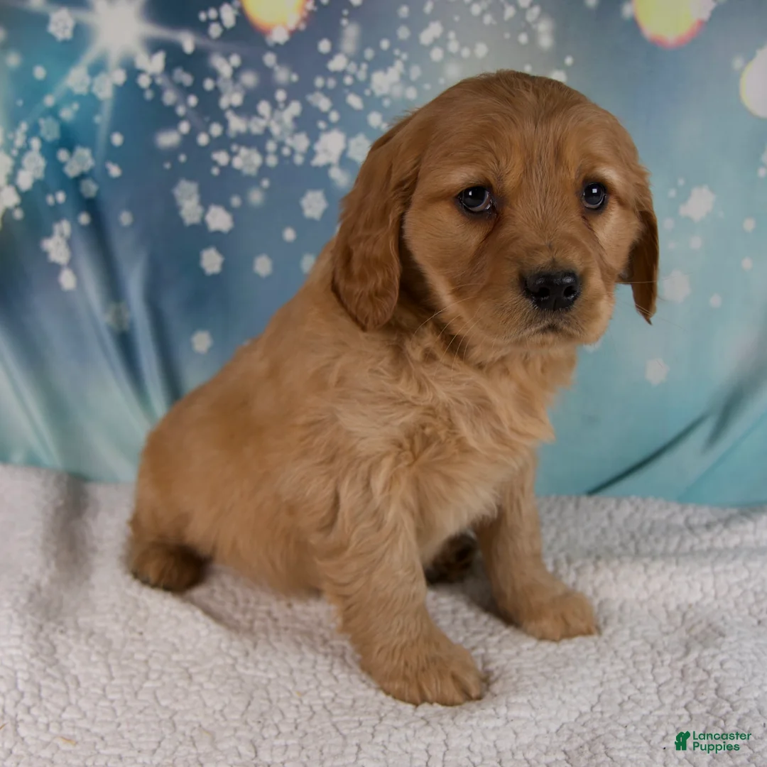 Mixed Breed dogs for sale: Jasper - Ad 2