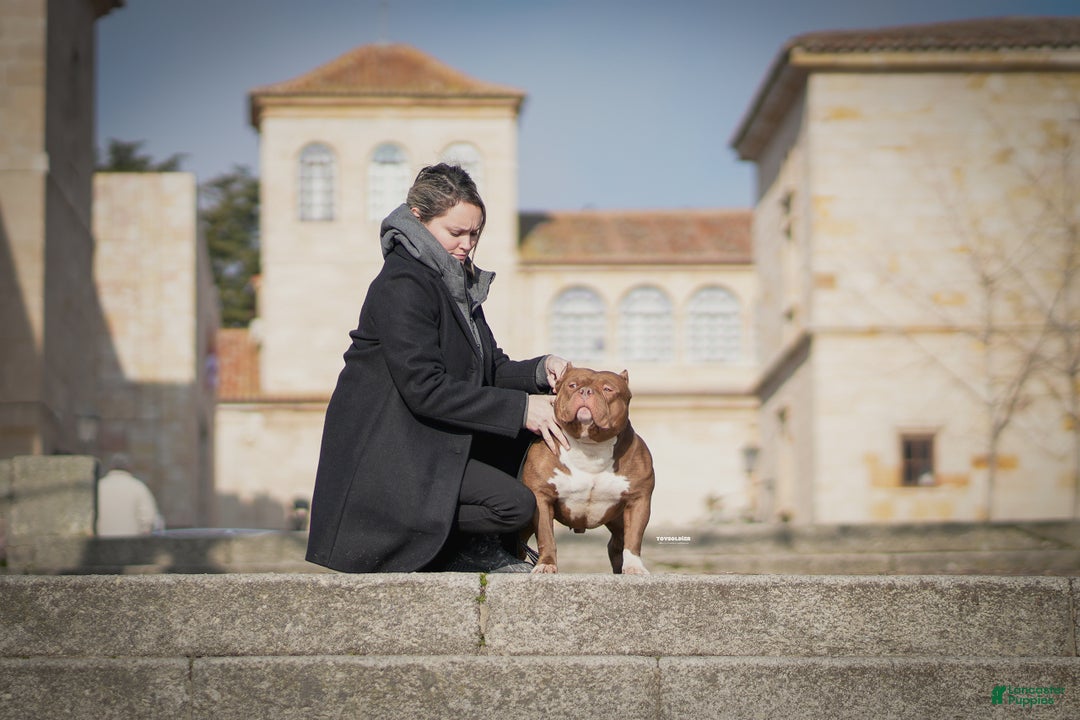 American Bully dogs for sale: ABKC Champion Maverick  - Ad 2