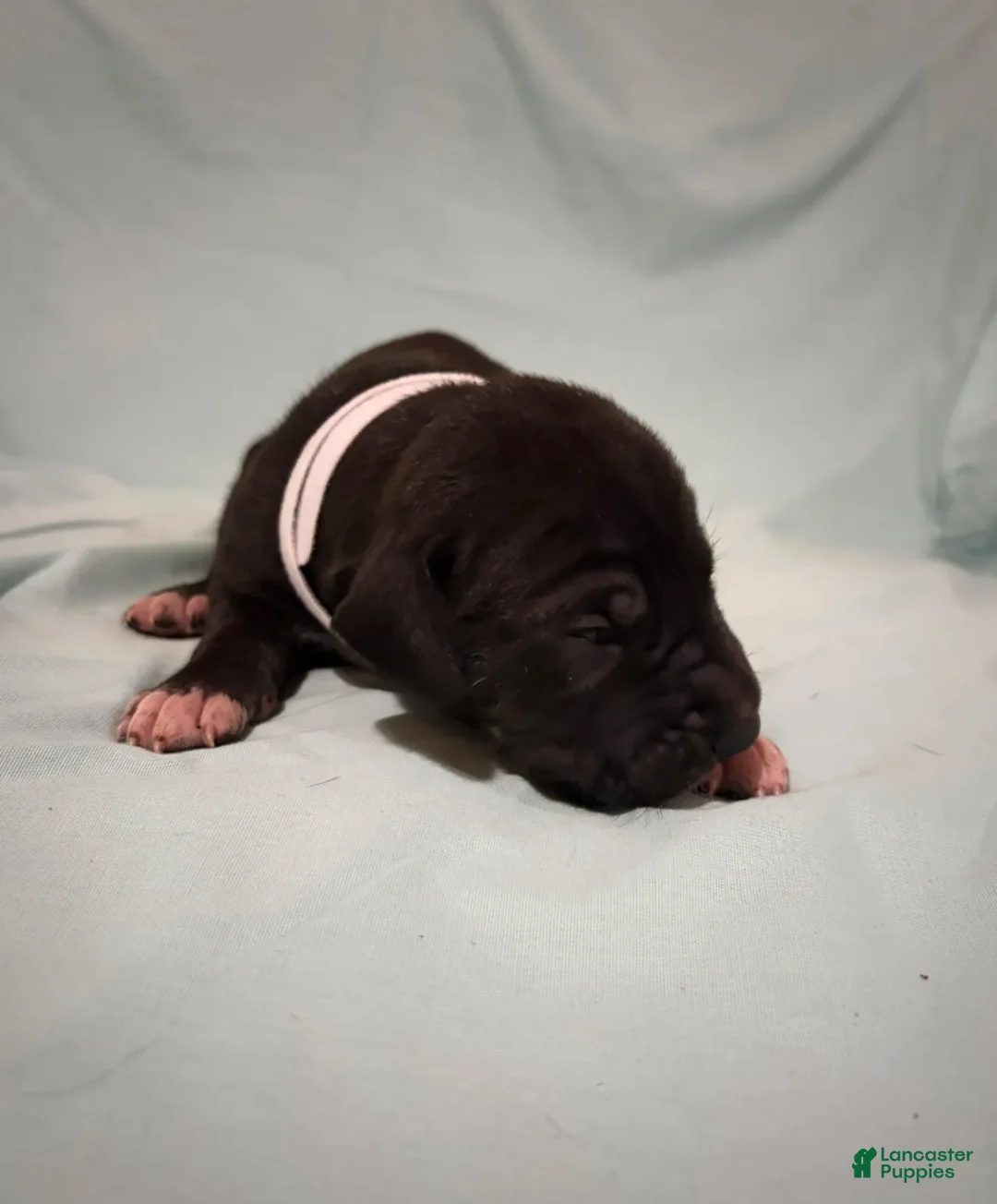 Great Dane dogs for sale: Freedom - Ad 3