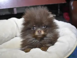 Pomeranian dogs Pomeranian Puppy 1 - Ad 29