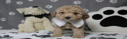 Havapoo dogs for sale: Willie  - Ad 6