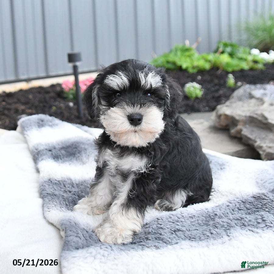 Miniature Schnauzer dogs Ice  - Ad 2