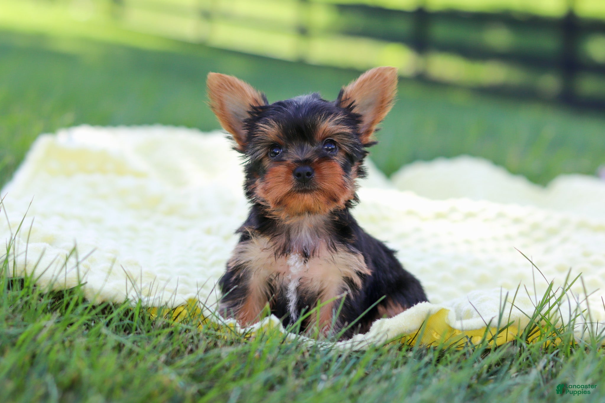 Yorkshire Terrier dogs Miranda - Ad 1