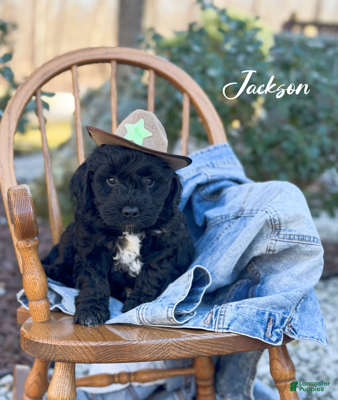 Mini Goldendoodle dogs for sale: Jackson - Ad 1