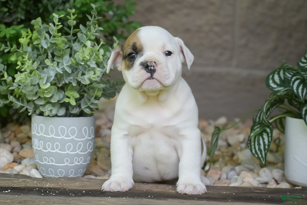 Olde English Bulldogge dogs for sale: Archie - Ad 1