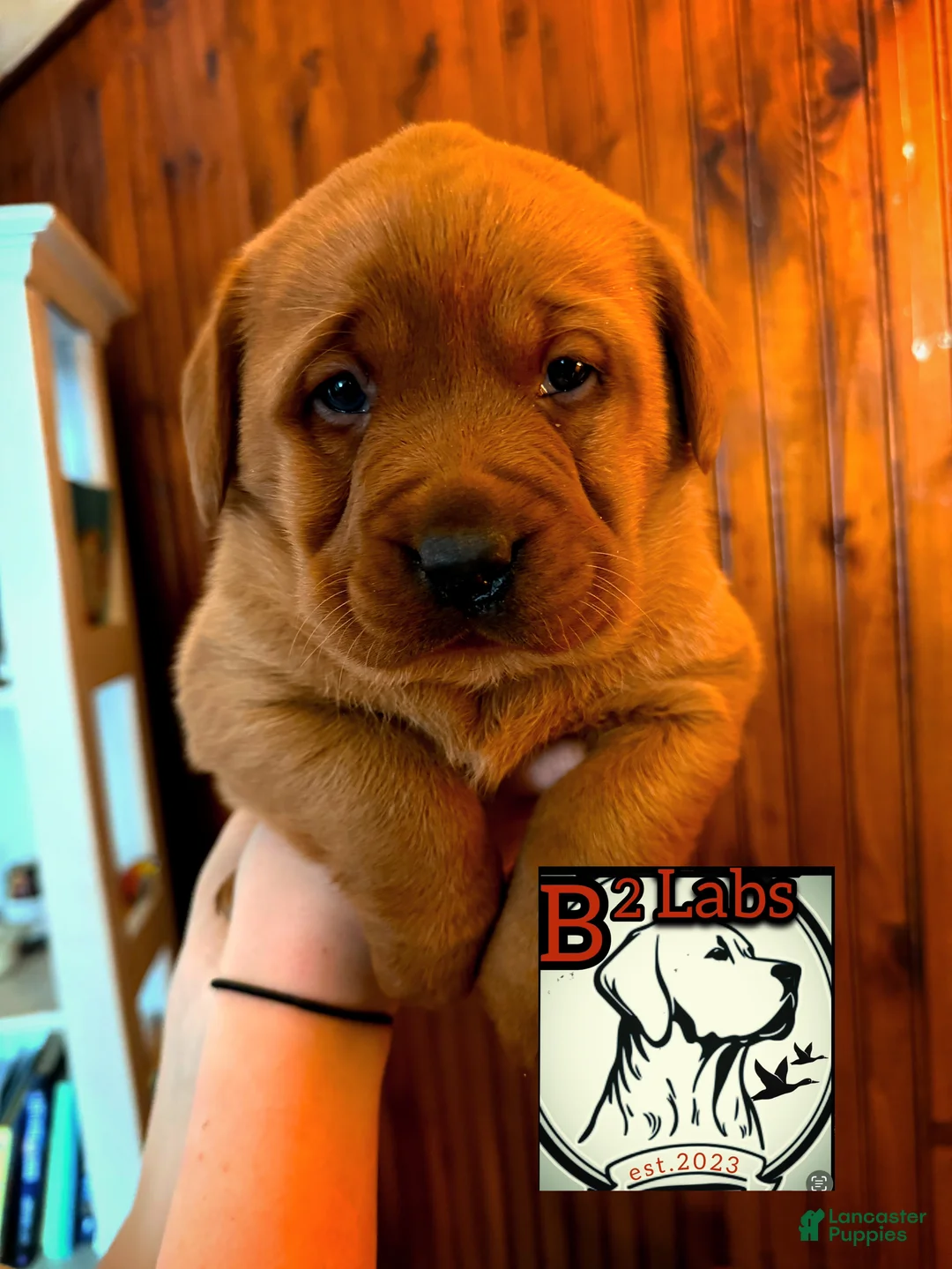 Labrador Retriever dogs for sale: Labrador Retriever Puppy 2 - Ad 1