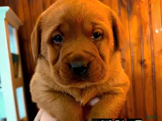 Labrador Retriever dogs Labrador Retriever Puppy 2 - Ad 17