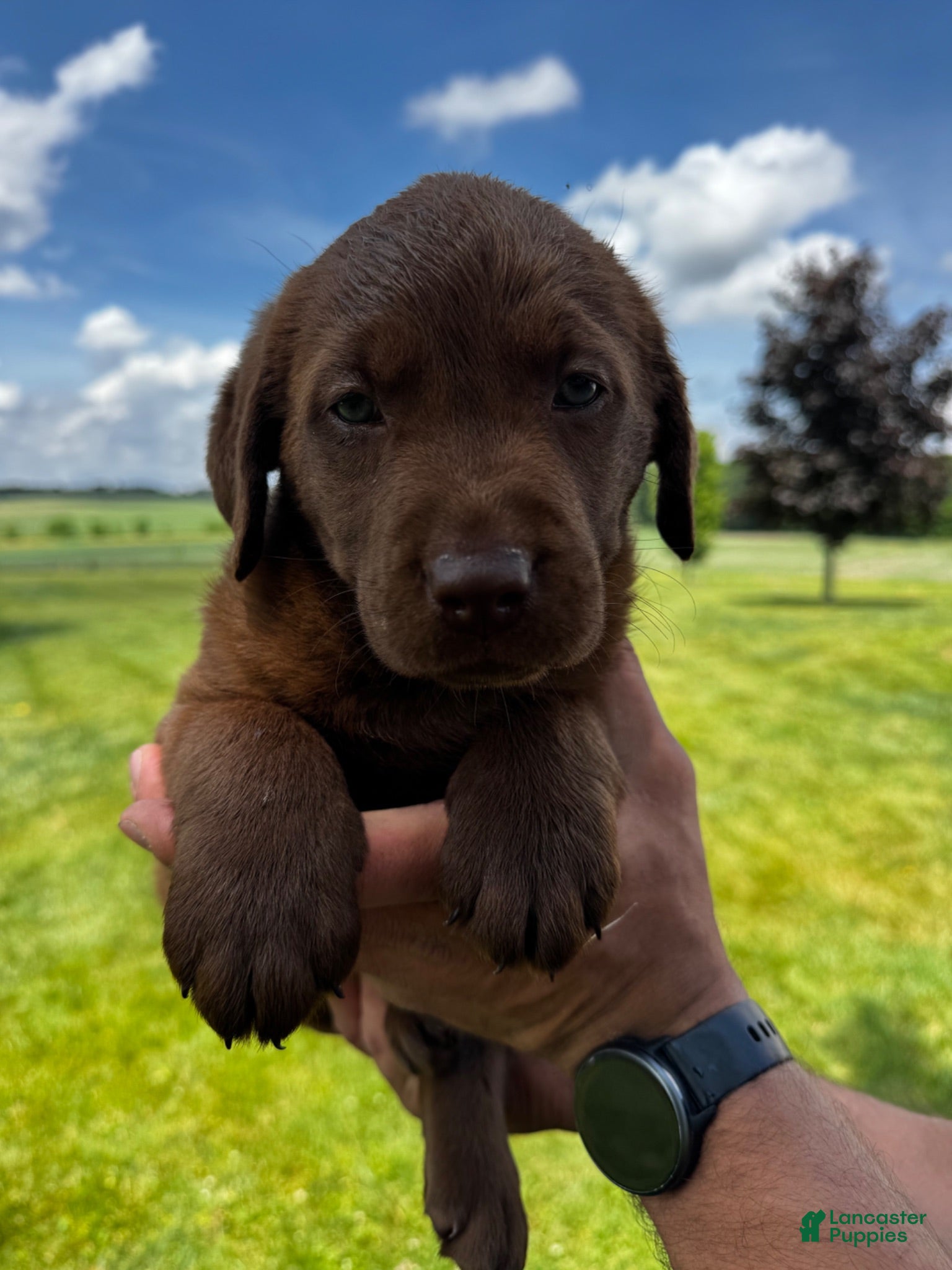 Labrador Retriever dogs Labrador Retriever 2 - Ad 1