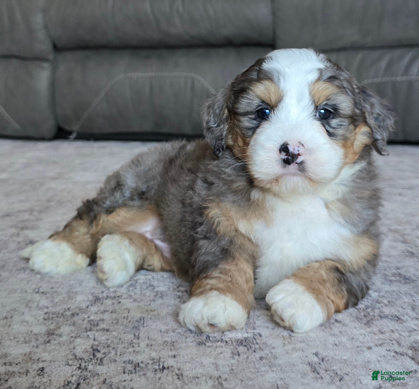Mini Bernedoodle dogs Mini Harley - Ad 1
