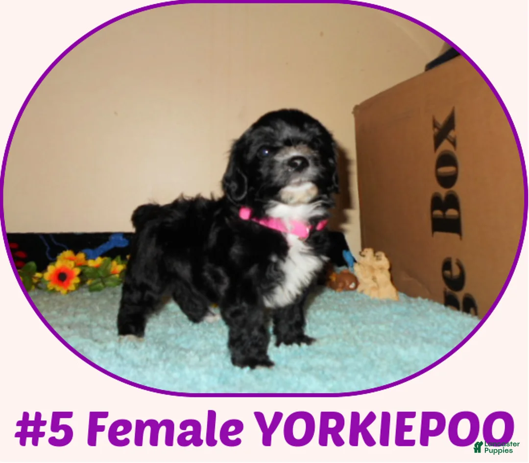 Yorkiepoo dogs for sale: Yorkiepoo 3 - Ad 1