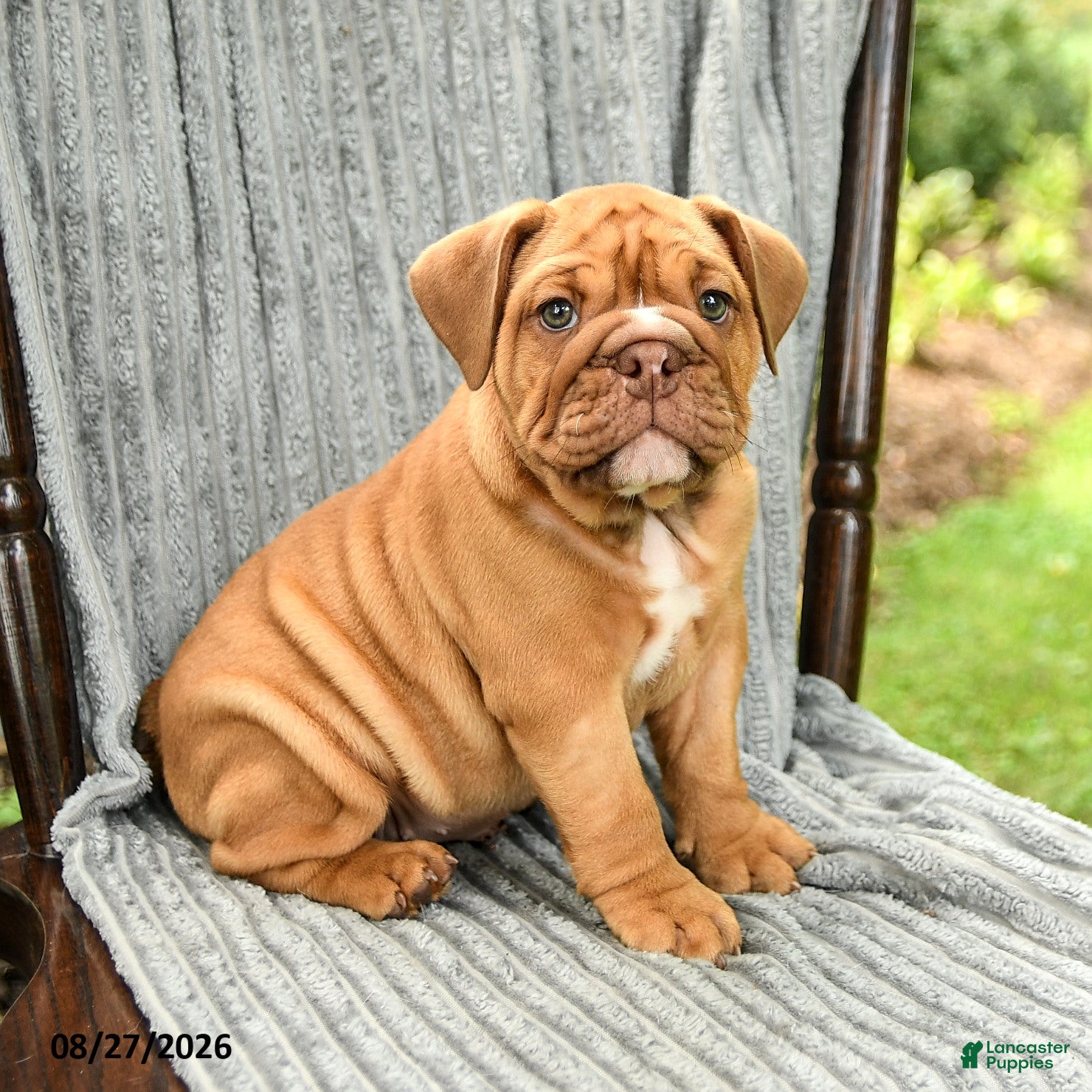 English Bulldog dogs Willow - Ad 2