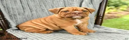 English Bulldog dogs for sale: Willow - Ad 2