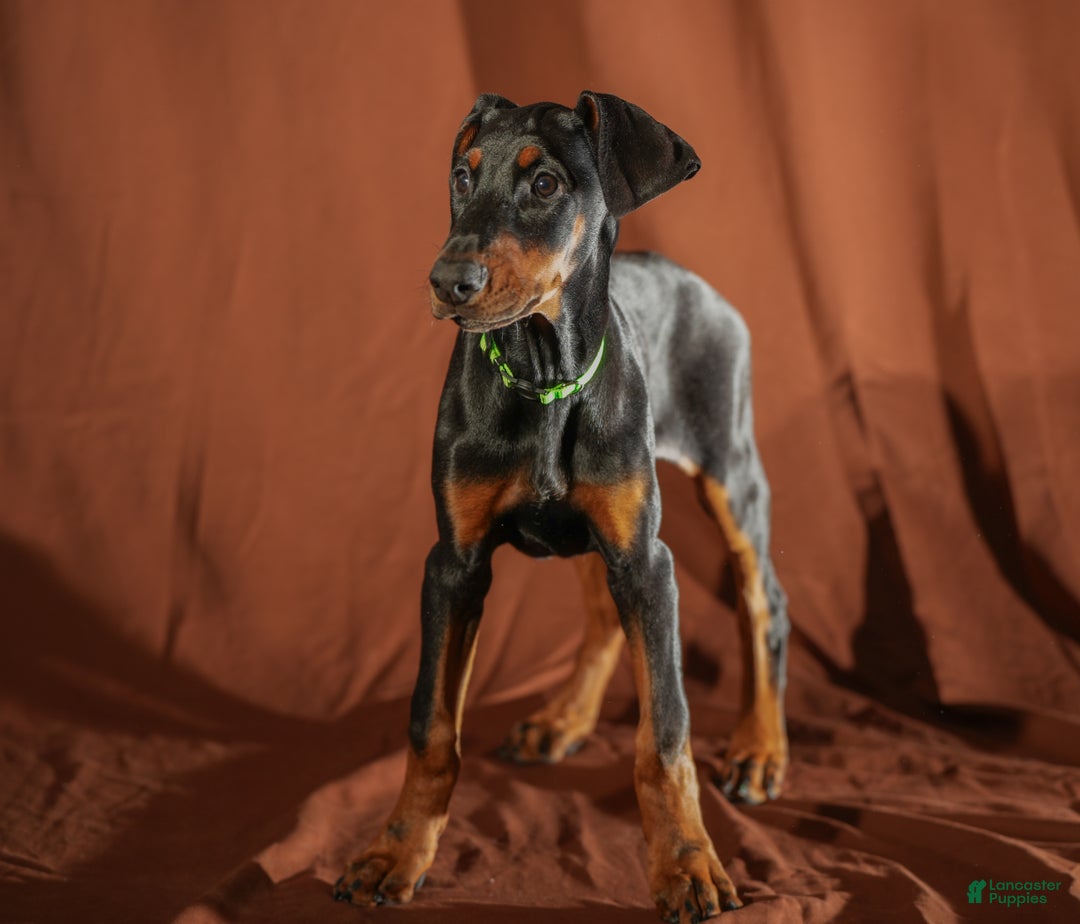 Doberman Pinscher dogs for sale: Green - Ad 4