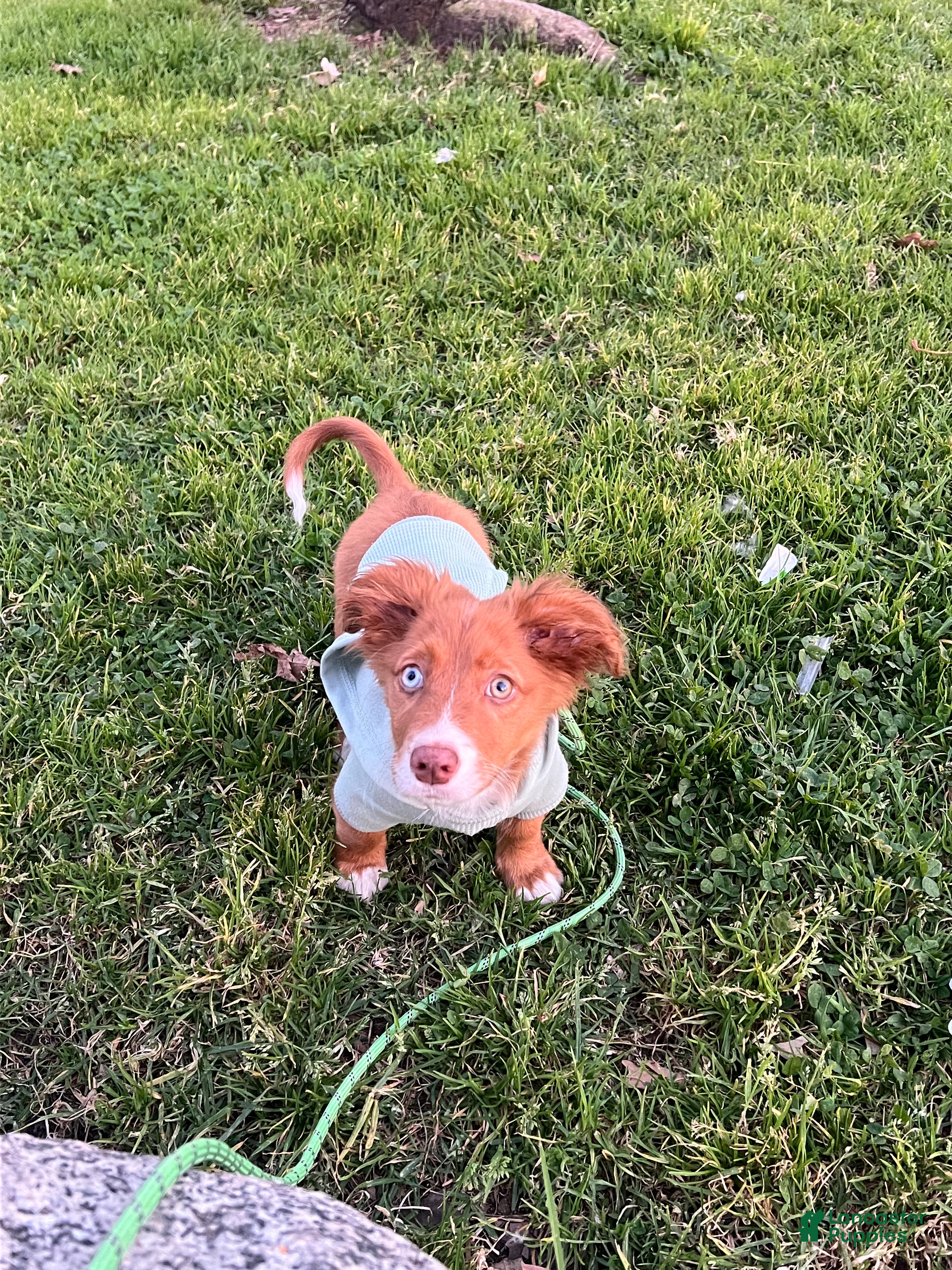 Mixed Breed dogs Mason - Ad 12