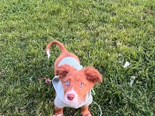 Mixed Breed dogs Mason - Ad 12