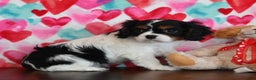 Cavalier King Charles Spaniel dogs for sale: Carl - Ad 2