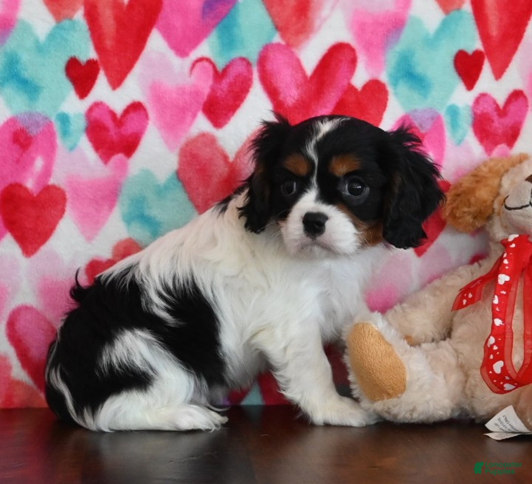 Cavalier King Charles Spaniel dogs for sale: Carl - Ad 2