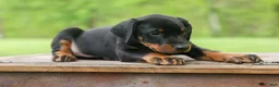 Doberman Pinscher dogs for sale: Duke (Black Rust)🐶🤎✨ - Ad 9