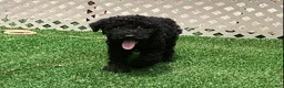 Kerry Blue Terrier dogs for sale: Garth - Ad 3