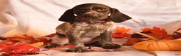 German Shorthaired Pointer dogs for sale: Angel - Ad 3