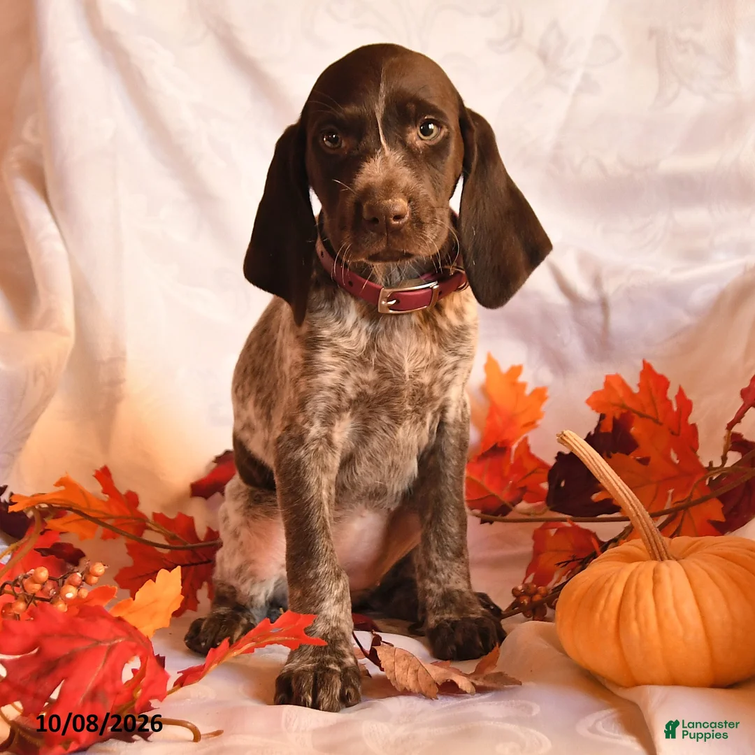 German Shorthaired Pointer dogs for sale: Angel - Ad 3