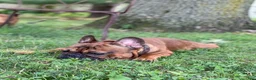 French Bulldog dogs for sale: Napoleon  - Ad 7