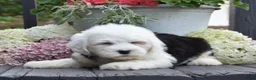 Old English Sheepdog dogs for sale: Kibbles - 2 Blue eyes - Ad 3